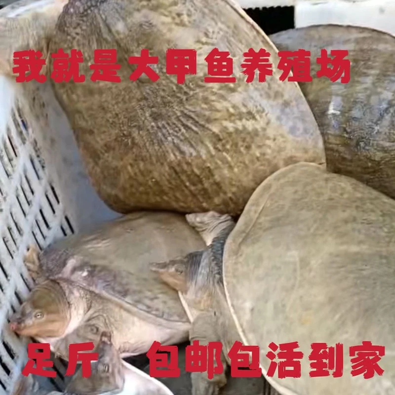 滋补珍珠鳖大甲鱼食用观赏养殖活体巨型中华老鳖水鱼送礼聚餐