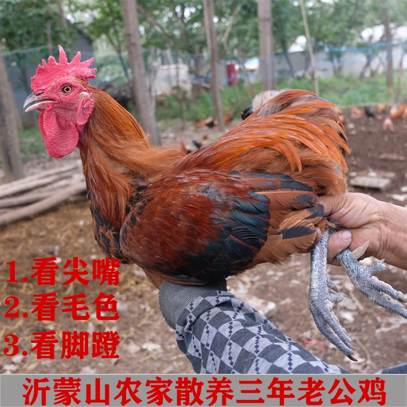 【活鸡现杀】沂蒙农村散养土鸡老公鸡三年草鸡粮食走地鸡一物一拍