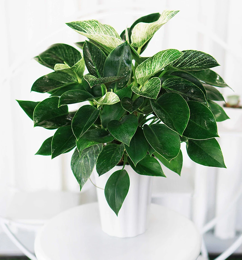 大盆铂金钻水培四季常青室内客厅办公室桌面植物吸甲醛净化空气
