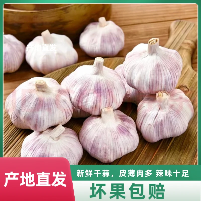 2024年【十足新干蒜】山东正宗紫皮大蒜可种1斤3斤4斤9斤手工挑选
