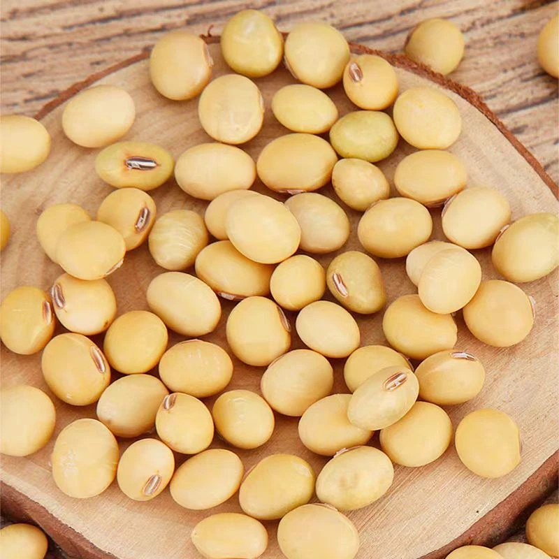 重庆黄豆打豆浆专用农家自种非转基因黄豆24年新黄豆