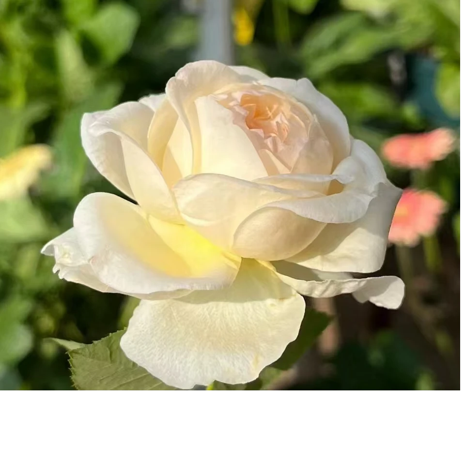 （蝴蝶公主）一 一花卉带盆带土发货