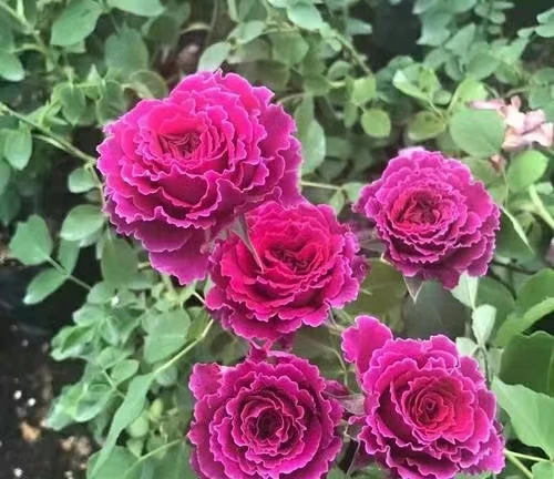 草药（一一花卉一物一拍带盆带土发货）