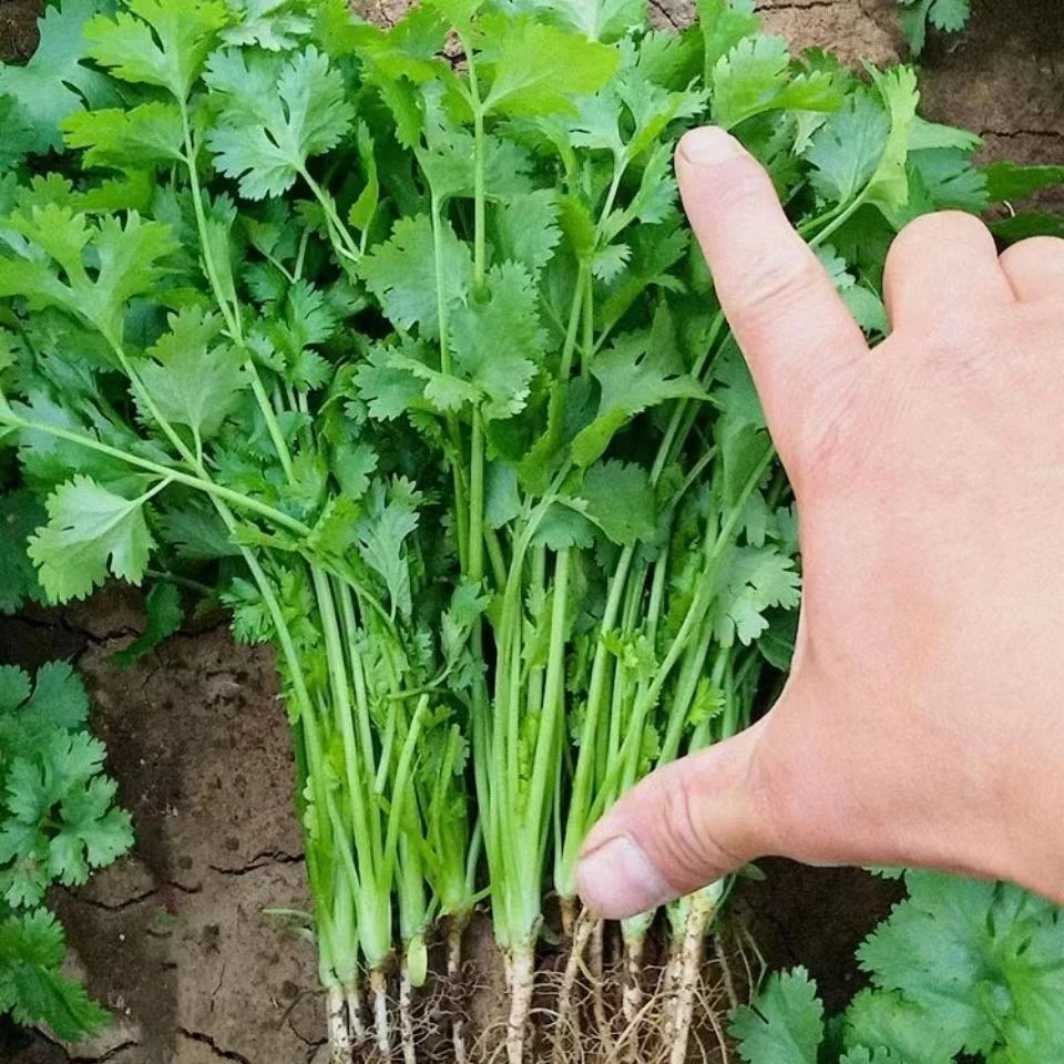 四季大叶香菜种子农家蔬菜老香菜耐抽苔香菜老芫荽香味浓阳台盆栽