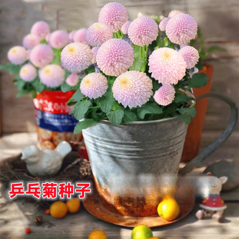 乒乓菊菊花种子花籽球行四季易种活室内外阳台鲜花盆栽种子