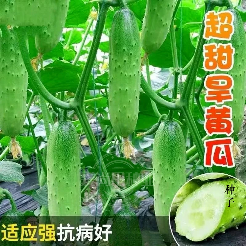 唐山秋瓜种子秋黄瓜水果黄瓜阳台盆栽春季秋季易播种蔬菜种子