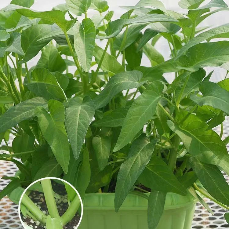 三叉空心菜种籽通心菜种子四季易种阳台盆栽大叶青菜种子