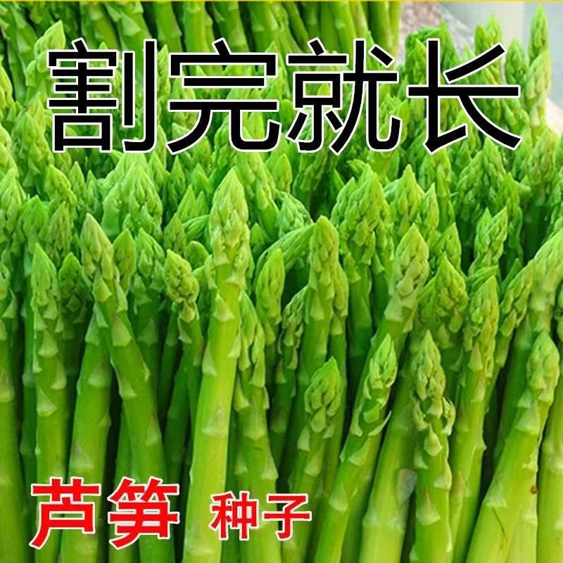芦笋种子四季种植蔬菜绿芦笋种籽抗热耐寒高营养蔬菜种子细腻