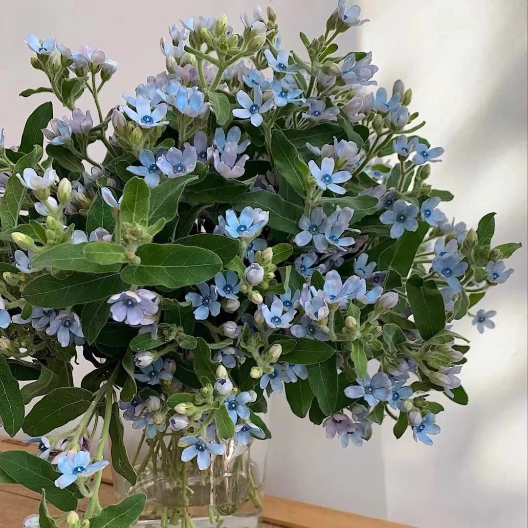蓝星花基地直发包邮新鲜发货
