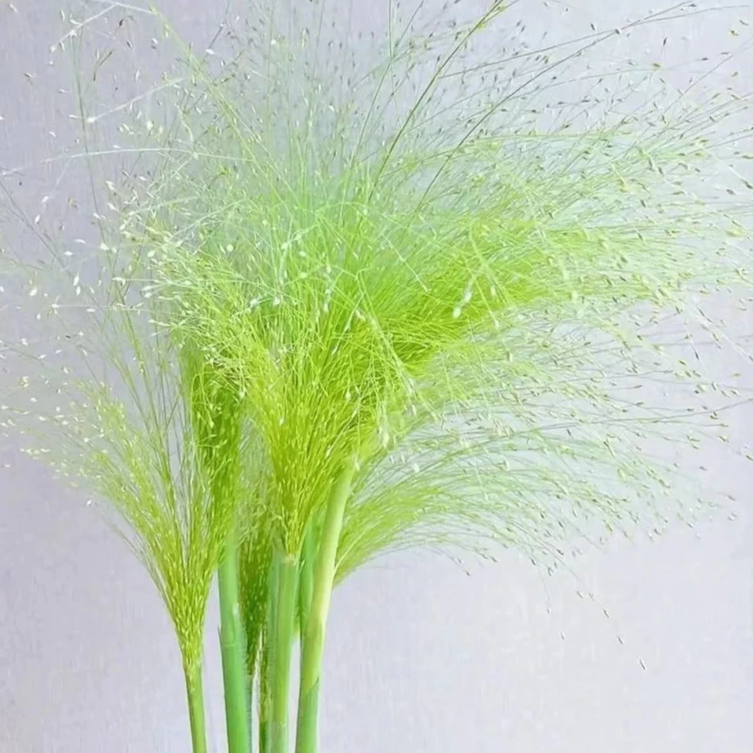 喷泉草洋甘菊套餐基地直发