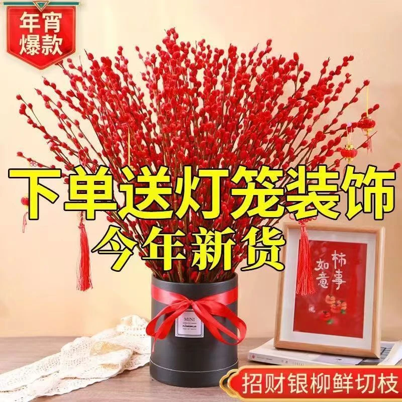 【招财银柳】鲜花耐寒新年宵花卉室内客厅摆件装饰花氛围白色浪漫