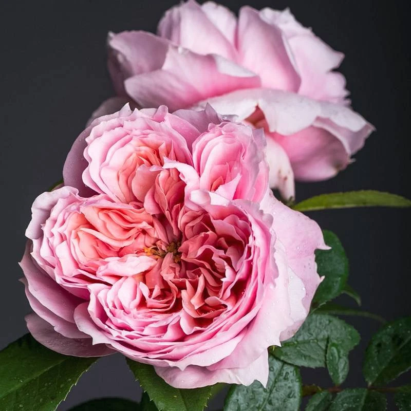 德国丹陶美少女水果强香月季