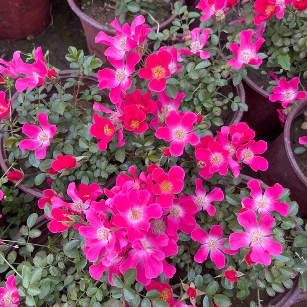 辽农小太阳月季花