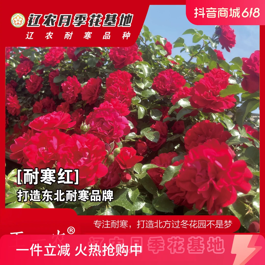 618耐寒红拱门花墙藤本