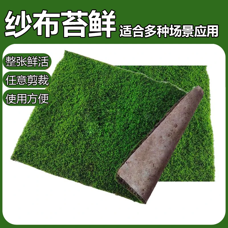 苔藓人工培育短绒藓鲜活微景观植物纱布小灰藓盆景庭院造景青苔