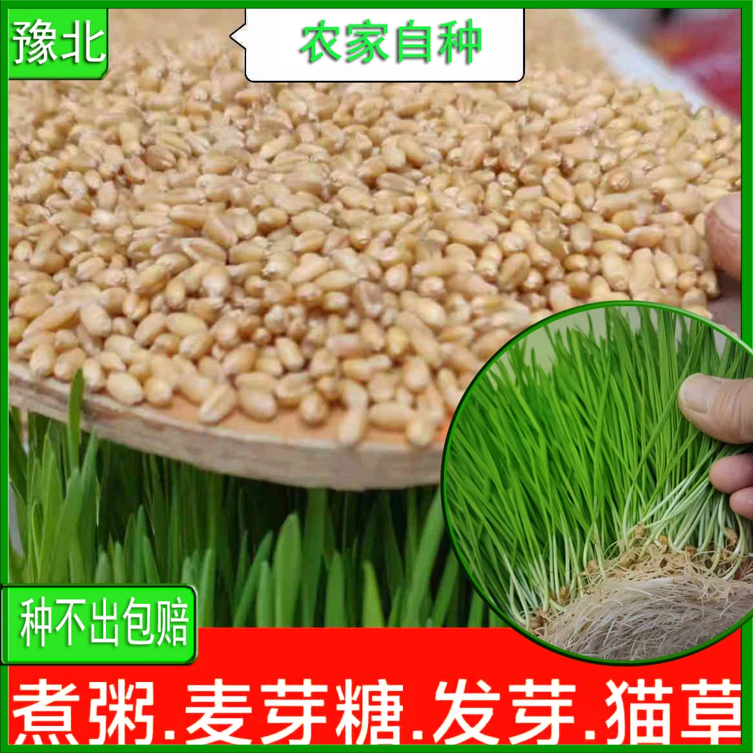 农家自产新小麦粒带皮麦子发芽做麦芽糖高产新鲜小麦草榨汁