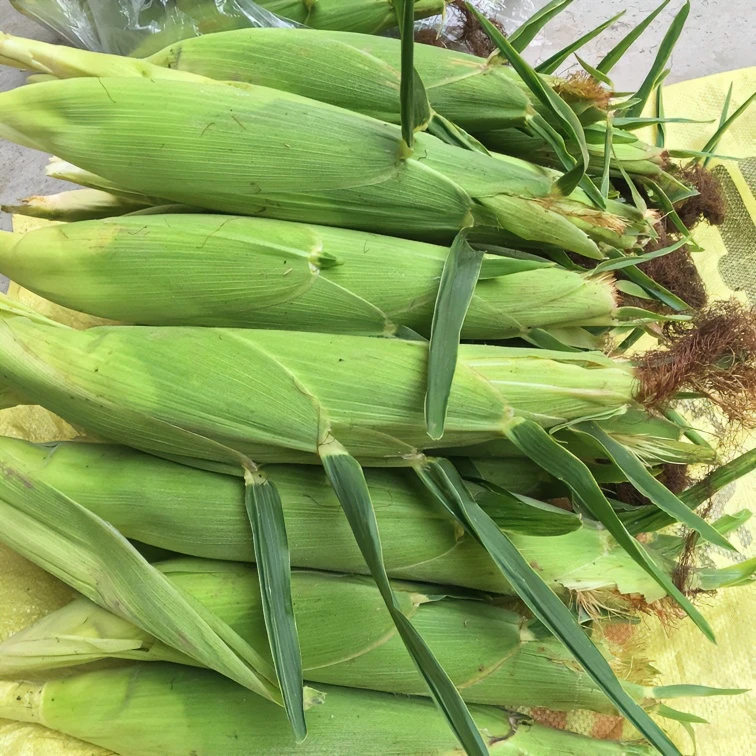 新鲜传统笨玉米现摘现发河南特产3/5斤装苞米棒子甜糯玉米棒