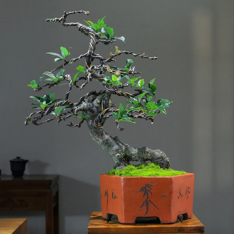 海棠花盆栽带花苞老桩盆景庭院好养四季易活植物室内花卉绿植盆景