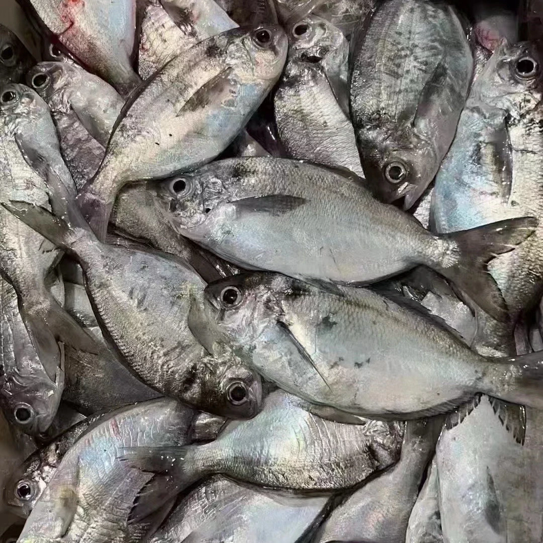 肉昌鱼（乌前）5斤  （5条左右）省内包邮