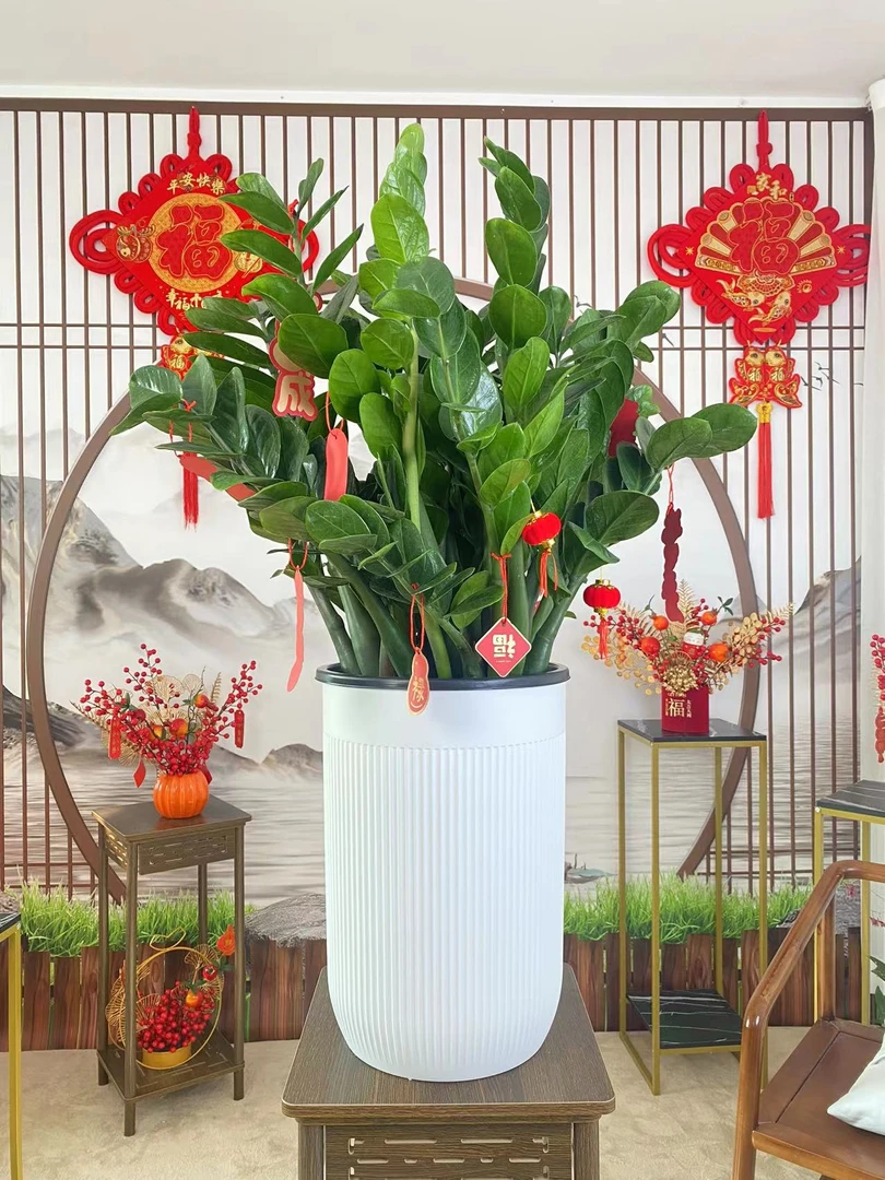 【一物一拍】LD精品金钱树30圆叶绿植盆栽净化空气耐旱易养植物