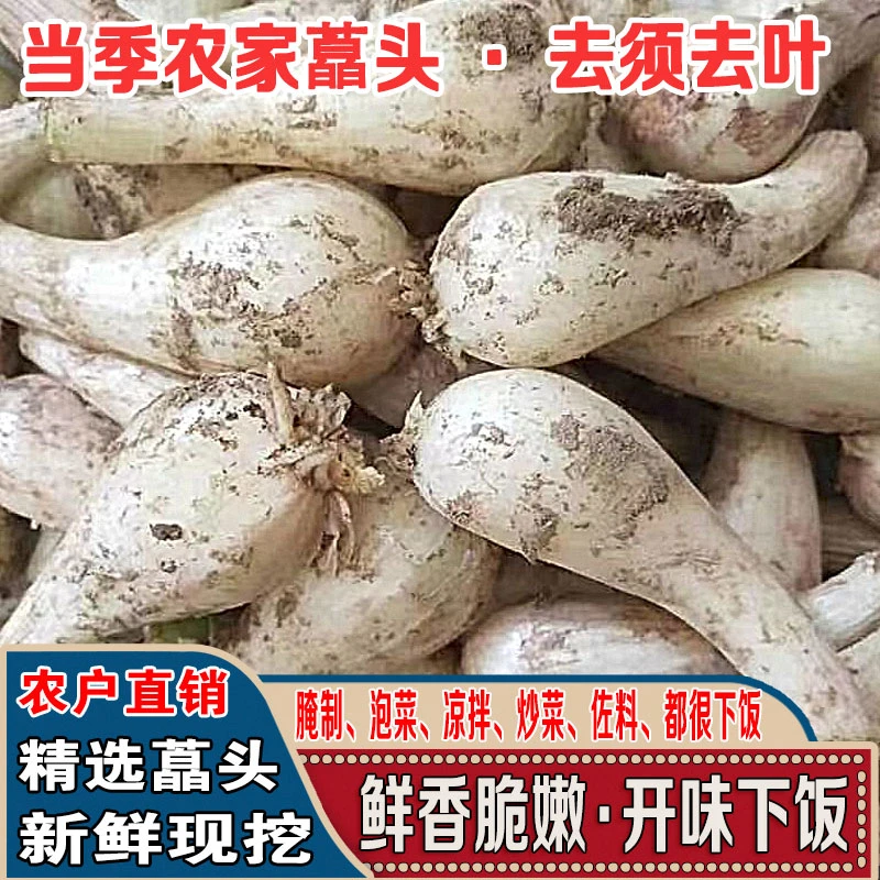 当季农家种植新鲜现挖藠头荞头腌制做泡菜炒肉美味下饭菜鲜嫩爽脆