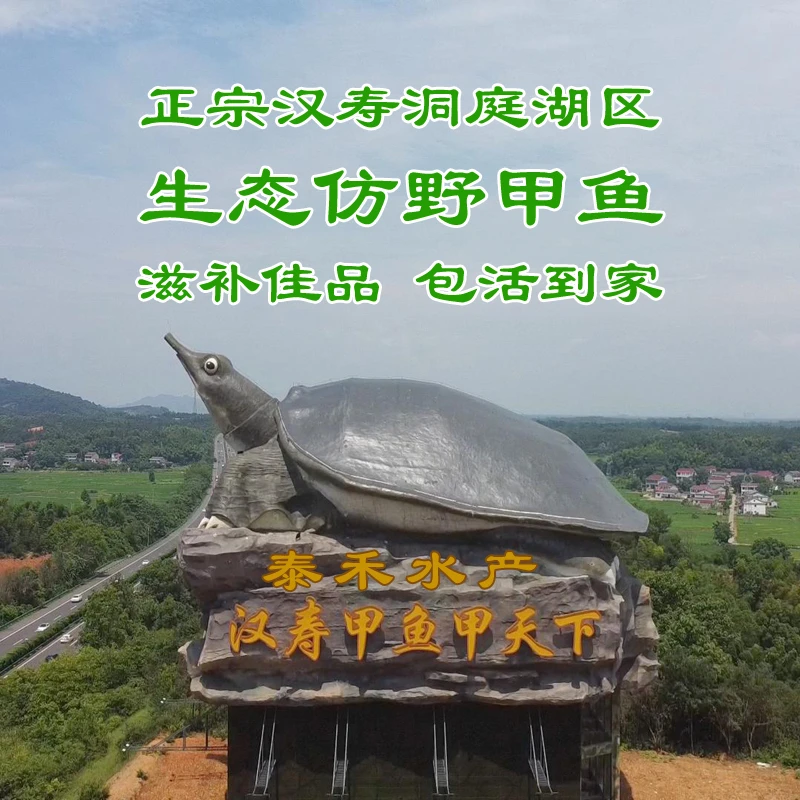 汉寿甲鱼｜洞庭湖区生态放养中华老鳖包老包活到家阵亡包赔