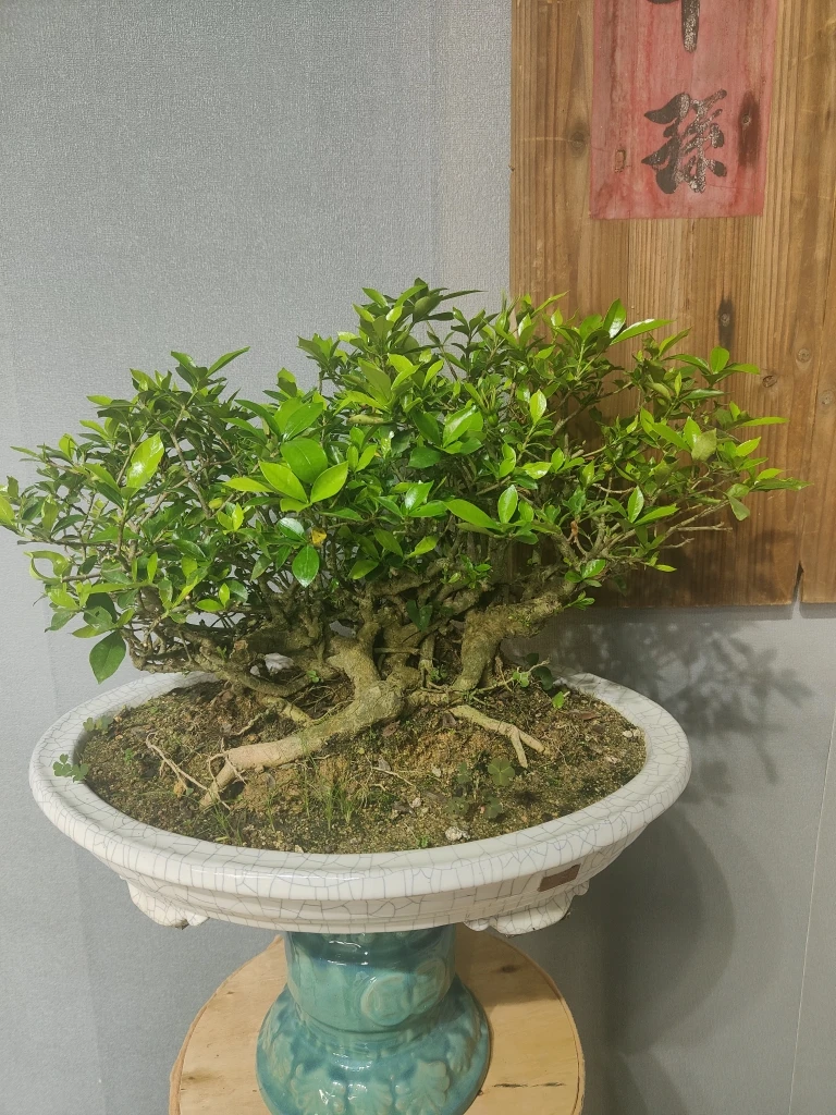 【小高手作】 老桩山采栀子花盆栽植物夏季修剪冬季通风耐旱