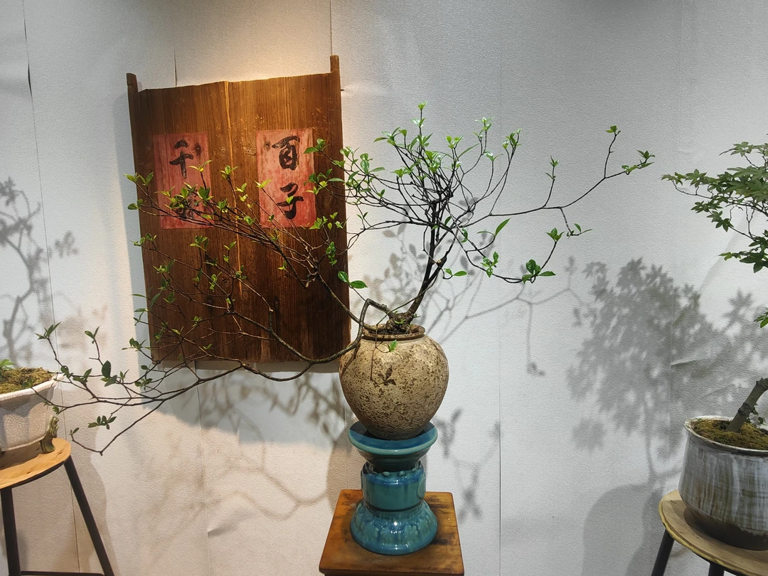【小高手作】海岛栀子花盆栽白色春季养护耐旱开花生长开放夏季