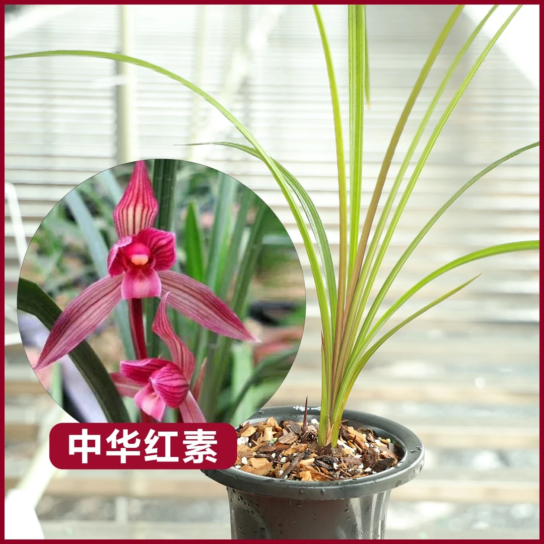 春剑中华红素基地直发正宗兰花