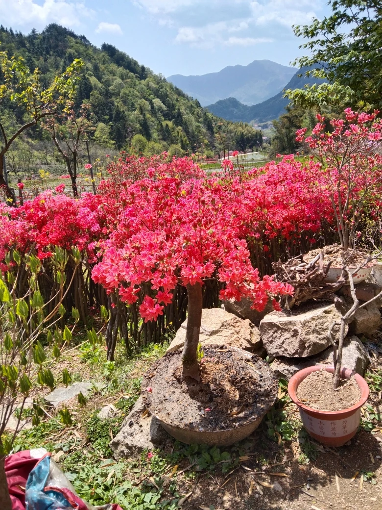 大别山映山红直播间一物一拍