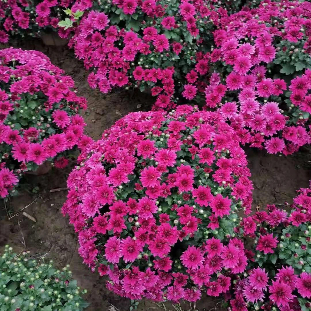 千头菊（胭脂红300个花苞）四季开花耐寒耐热室内外新手都可以养