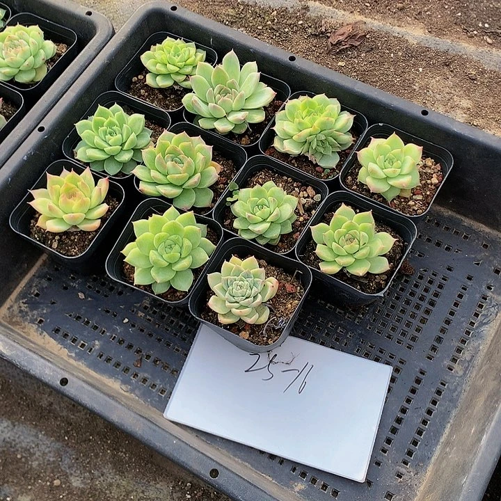 多肉植物花25-16