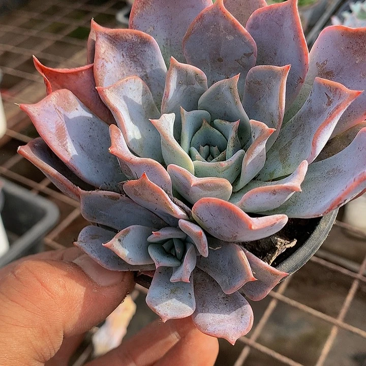 多肉植物花卉：：路西娜4盆