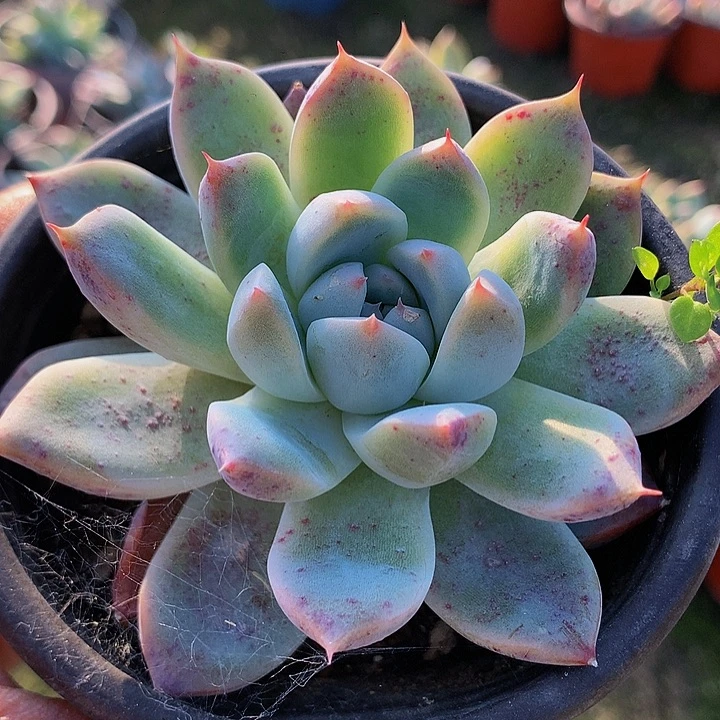 多肉植物花卉如梦令4个