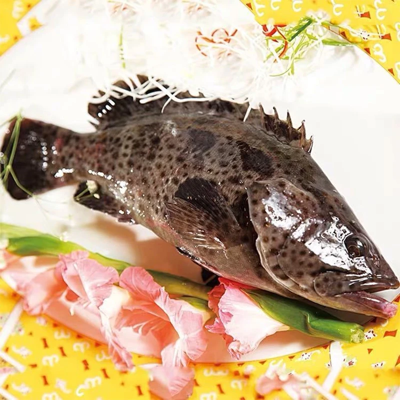 鲜活石斑鱼一条