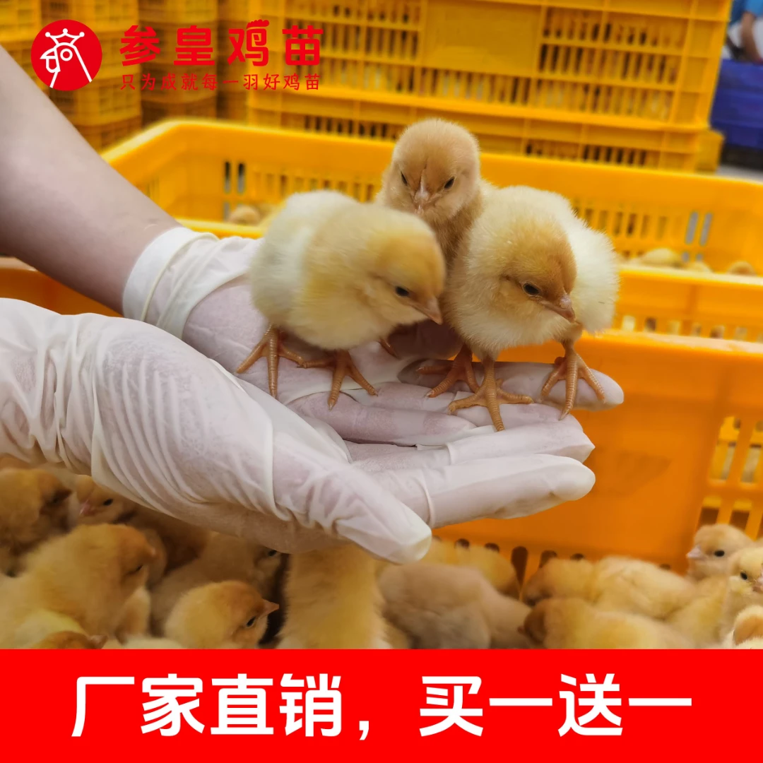 三黄鸡1号母苗外光黄亮可做宠物顺丰包邮