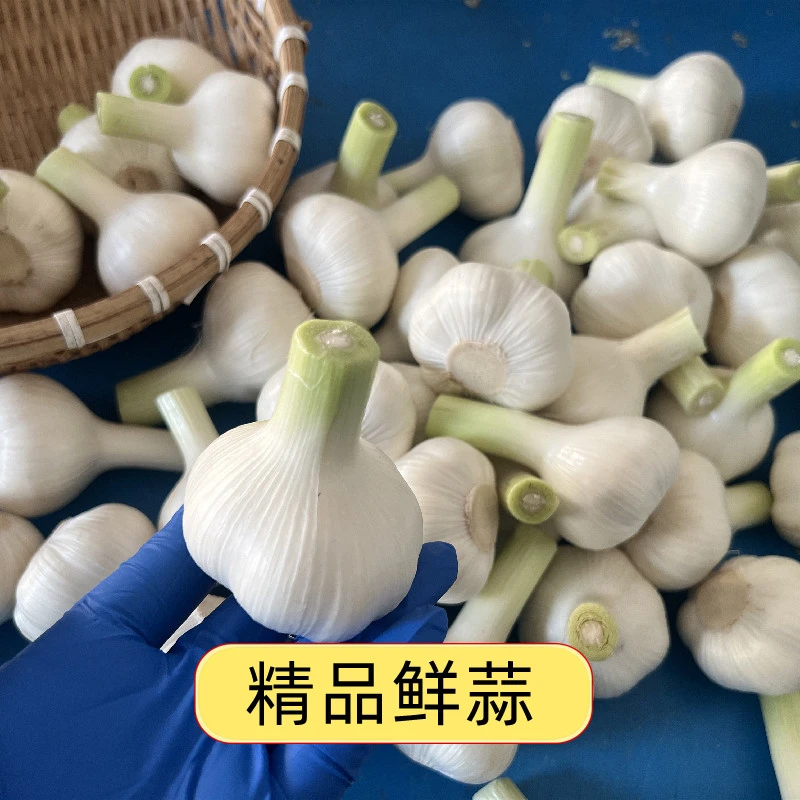 新鲜大蒜头苍山鲜蒜新鲜大蒜头嫩蒜四六瓣鲜蒜生吃炒菜