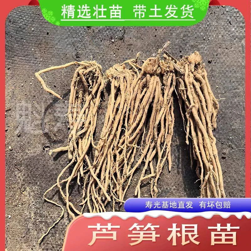 芦笋根苗四季种芦笋苗阳台盆栽芦笋种苗根苗食用绿植蔬菜苗芦笋秧