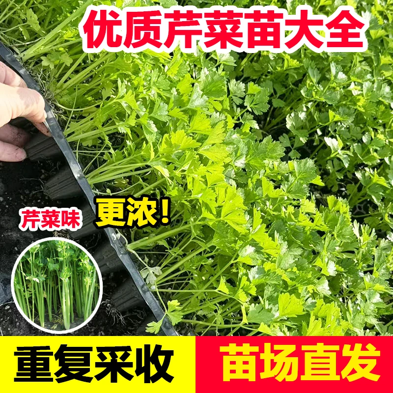 寿光皇后芹菜苗带土四季香芹菜苗种子高产春秋盆栽阳台蔬菜种子籽