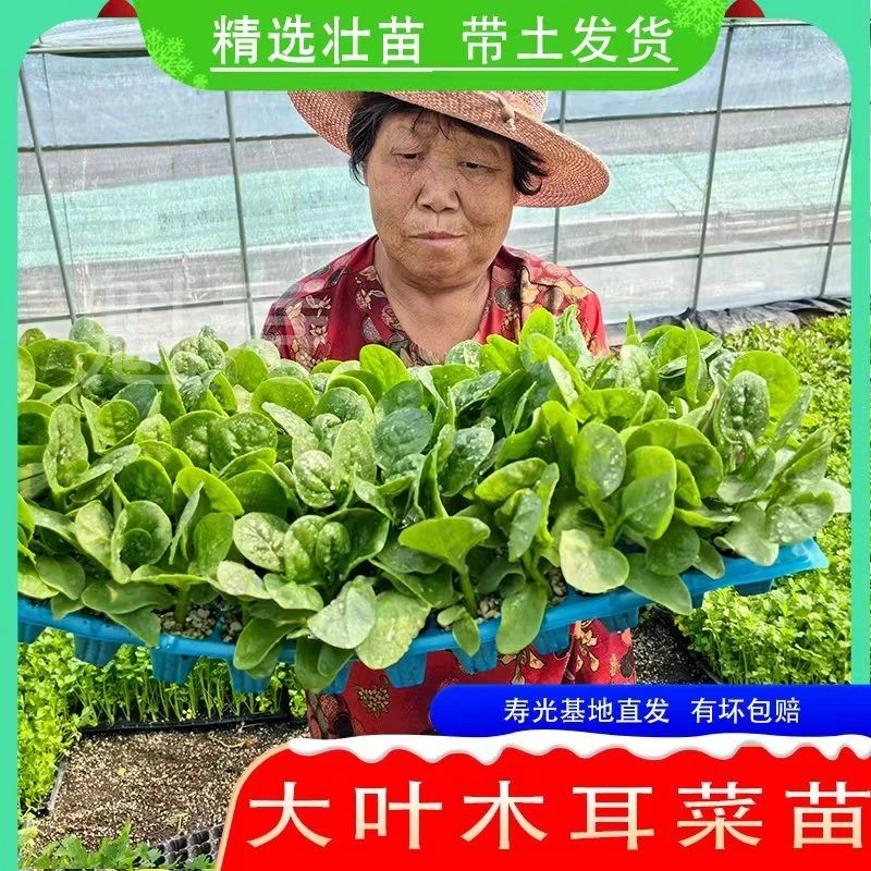 特大圆叶木耳菜种子秧苗四季春秋盆栽阳台食用豆腐菜种籽蔬菜苗