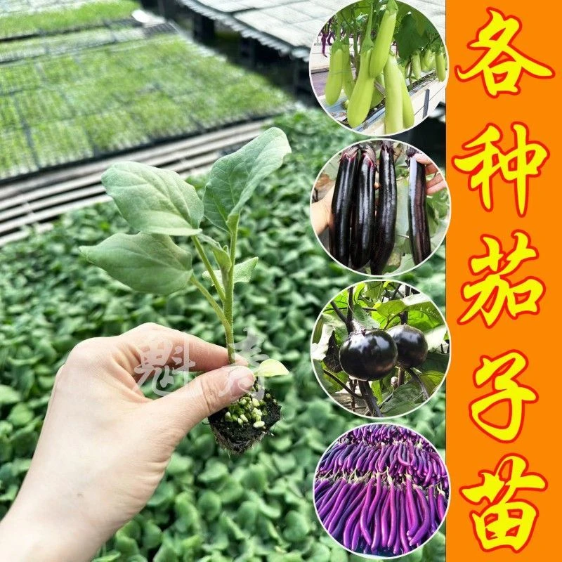 高产茄子秧苗紫苗黑长茄苗紫圆茄苗盆栽阳台种植蔬菜四季长茄子