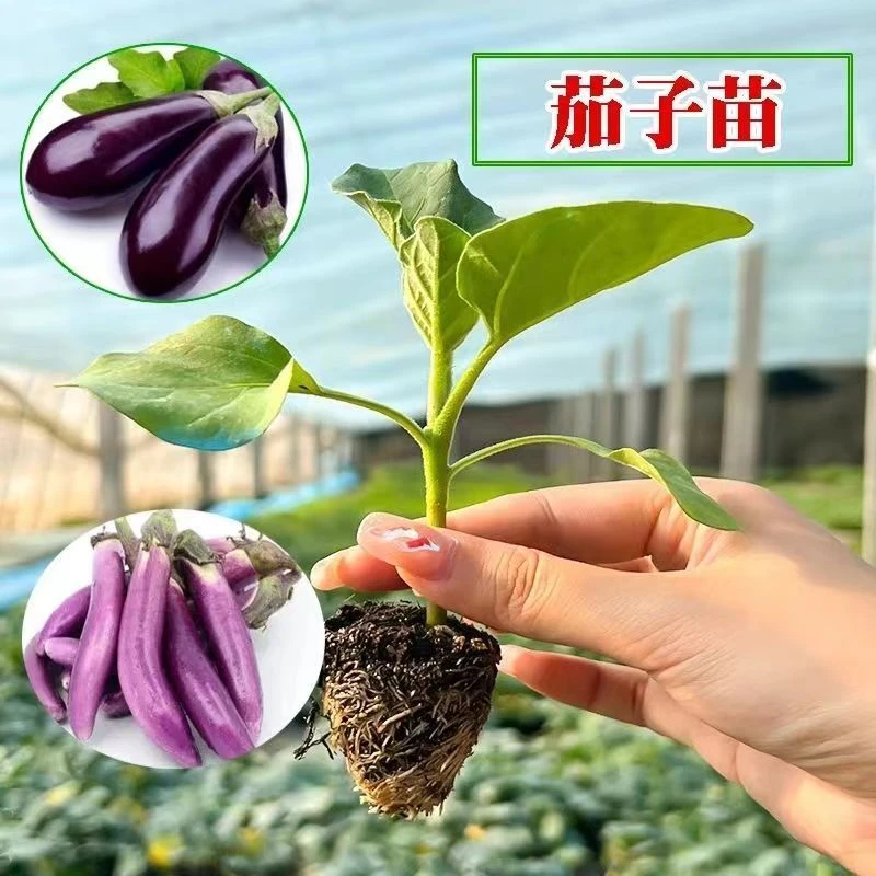 茄子苗紫把绿把长茄种子圆茄苗子杭茄蔬菜苗子阳台庭院田地可栽种