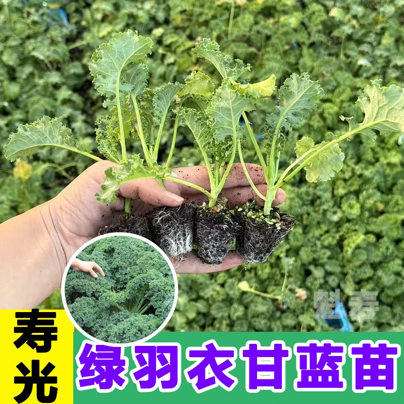 绿羽衣盆栽苗蔬菜四季品牌子菜苗冬天苗子秧苗秧幼苗芹菜根苗
