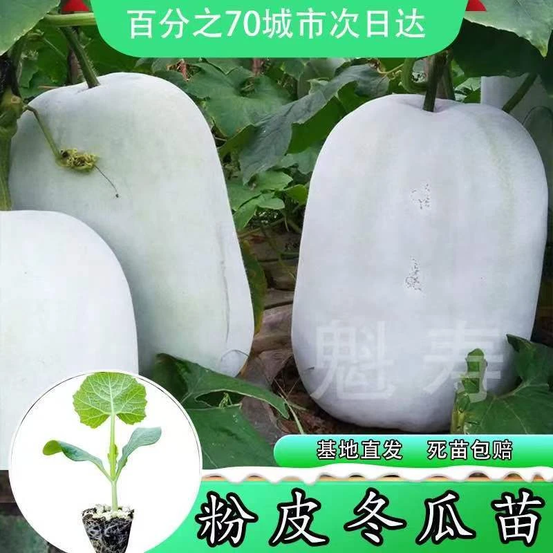 巨型粉皮冬瓜种苗特大冬瓜农家土冬瓜种籽矮生大田庭院蔬菜种子