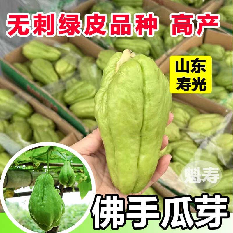 佛手瓜新鲜冬天菜苗秧苗四季种子佛手瓜带芽阳光佛手瓜苗种子瓜苗