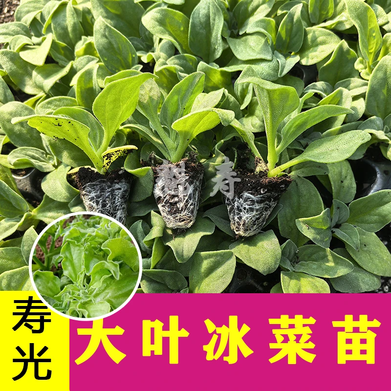 正品冰菜苗大苗冰草种子自带冰晶冰菜大苗阳台盆栽蔬菜苗冰菜秧苗