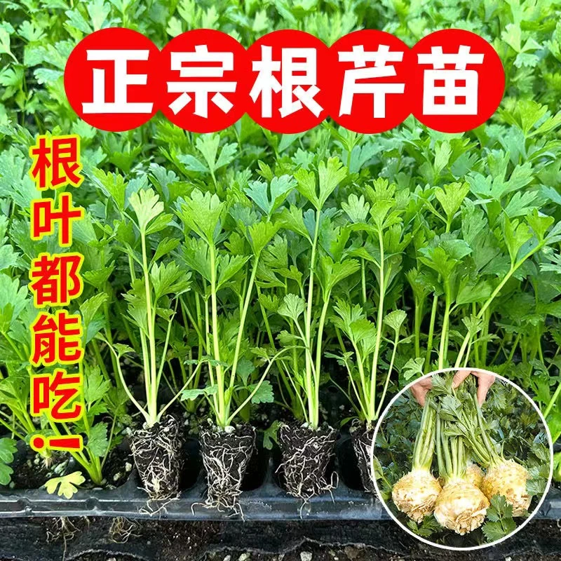 寿光根芹秧苗带土球四季阳台盆栽西芹红芹菜种子籽高产蔬菜苗矮生