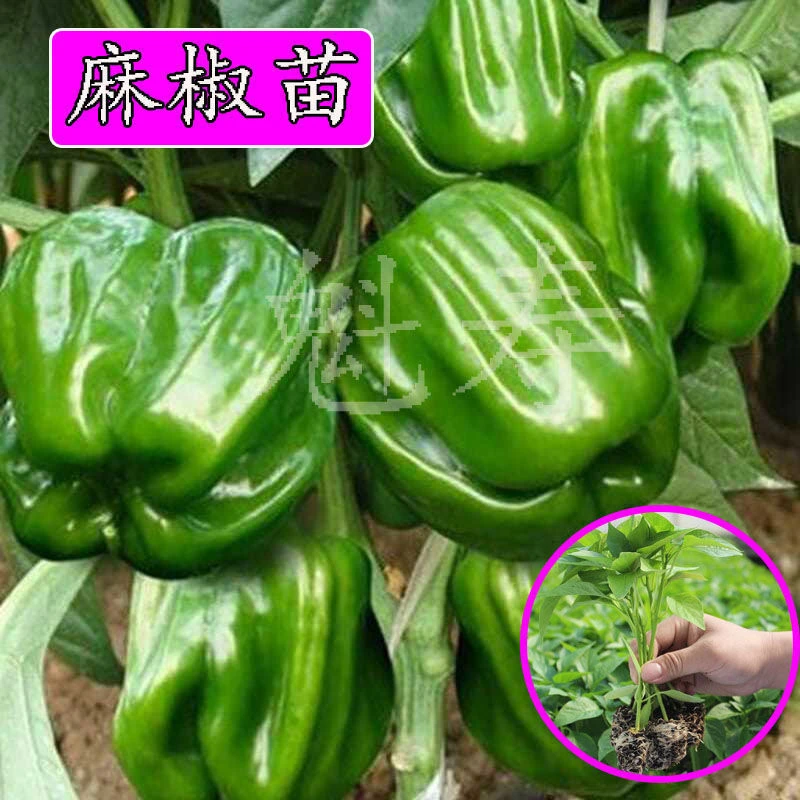 麻椒薄皮辣椒蔬菜种子秧苗春季秋季麻椒麻辣青椒灯笼椒种籽口感好