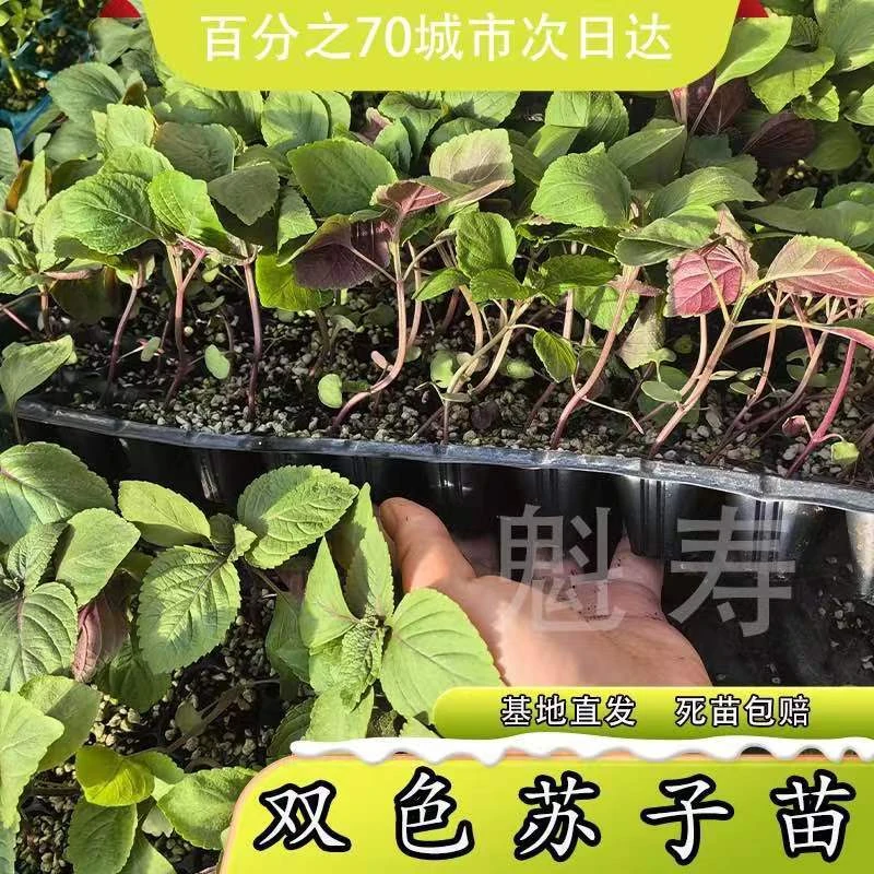 食用进口双面紫苏秧苗种籽紫苏绿苏白苏种子养生四季阳台盆栽蔬菜