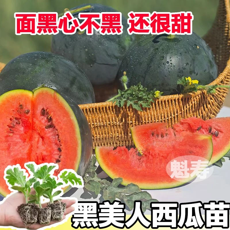 夏立秋播黑美人西瓜种苗四季夏季大果黑美人西瓜种子秋播西瓜秧苗